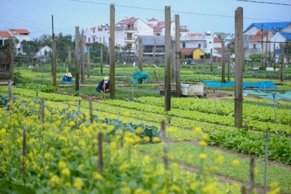 Vườn rau của Kiều Thị Niên